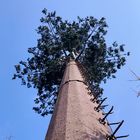 30m / S Menara Sel Kamuflase Pohon Kelapa Untuk Outdoor